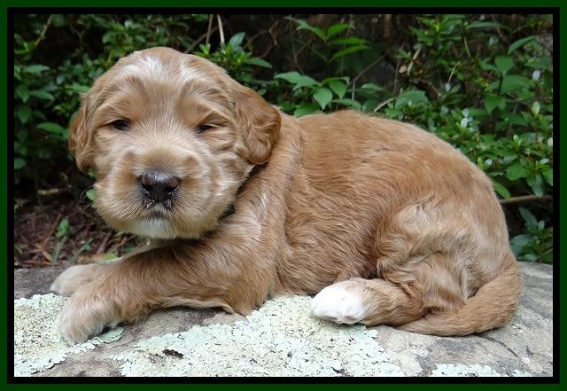 Dawn Ruler pups 3 wks old 221