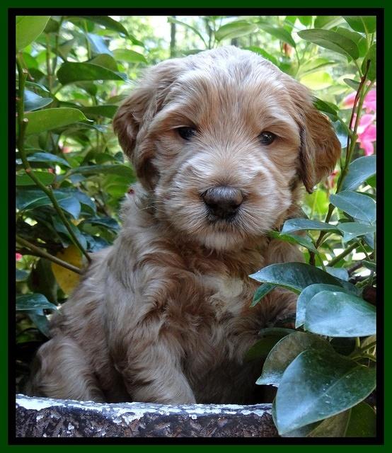 Dawn Ruler pups 4 wks old 191
