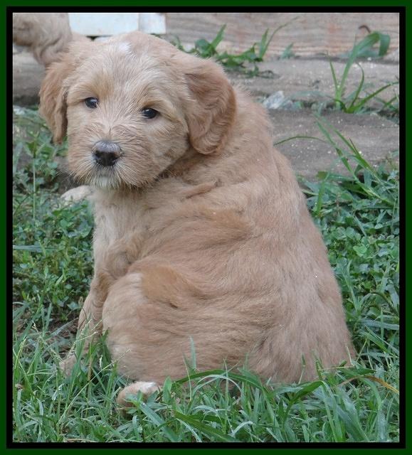 Dawn Ruler pups 5 wks old 17200