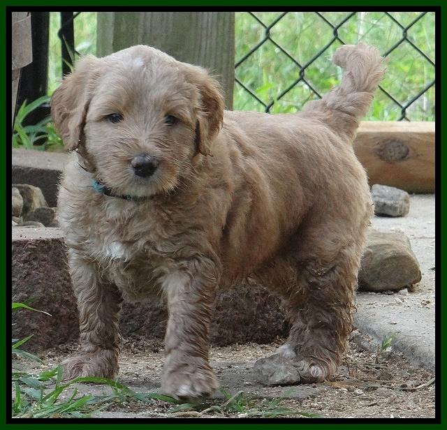 Dawn Ruler pups 5 wks old 18200