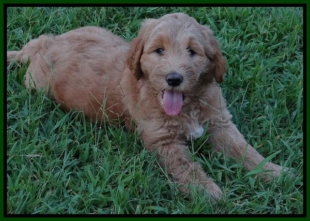 Dawn Ruler pups 7 wks old 191