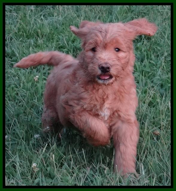 Dawn Ruler pups 7 wks old 201