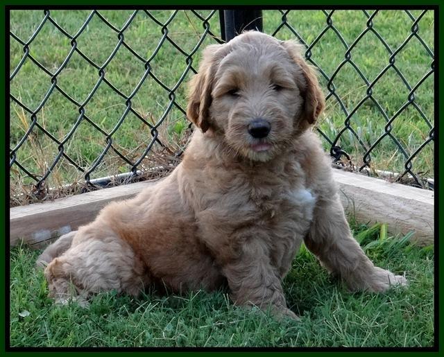 Dawn Ruler pups 7 wks old 211