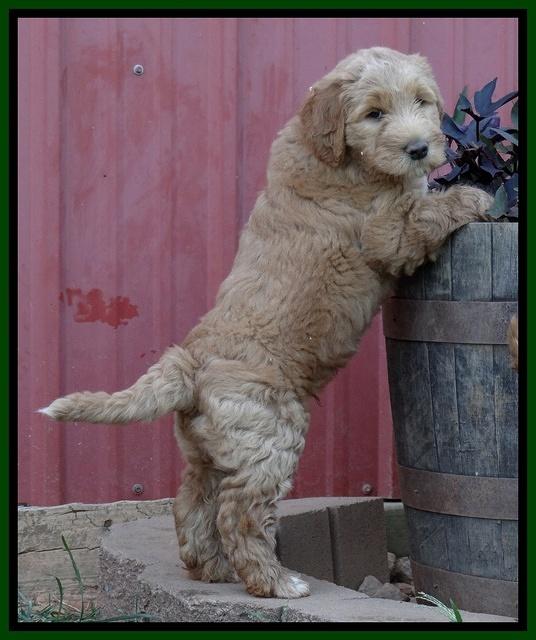 Dawn Ruler pups 7 wks old 221