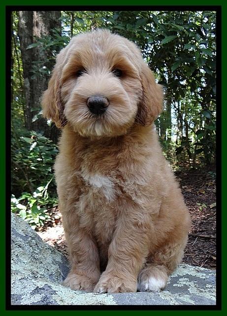 Dawn Ruler pups 8 wks old 1!50