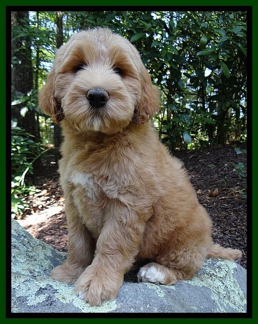 Dawn Ruler pups 8 wks old 2!50