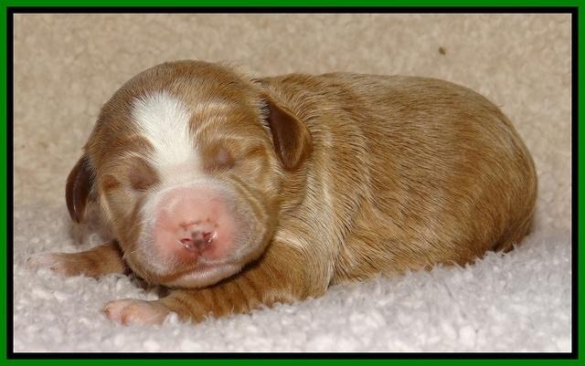 Dawn Ruler pups 1 wk old 211