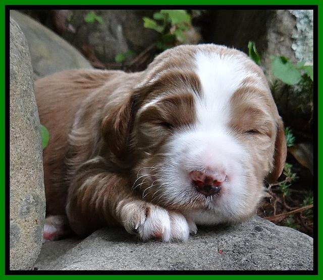 Dawn Ruler pups 2 wks old 211