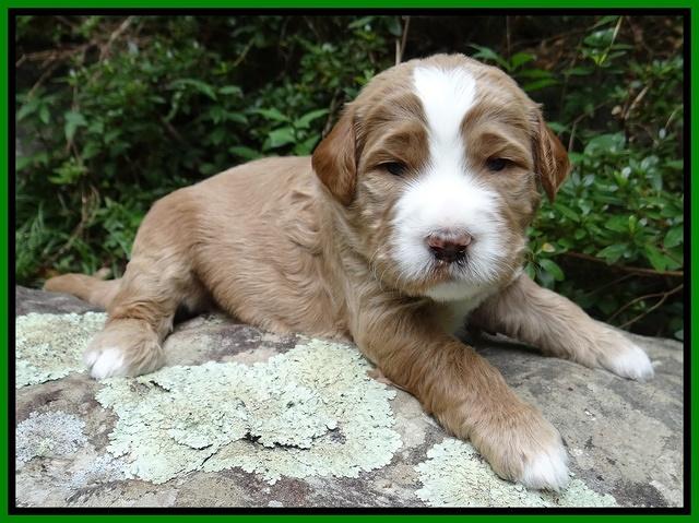 Dawn Ruler pups 3 wks old 261