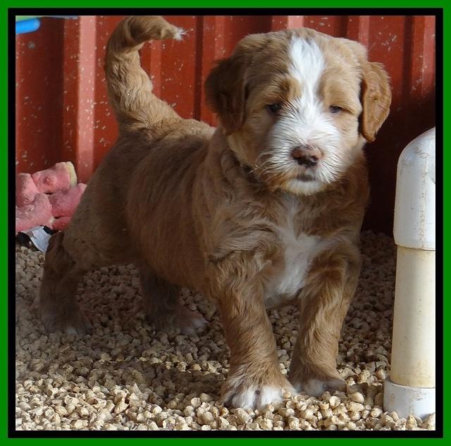 Dawn Ruler pups 5 wks old 21200