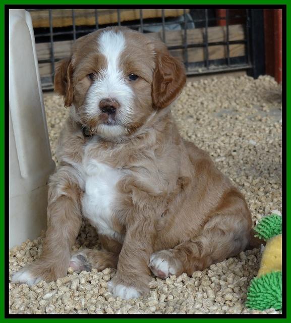 Dawn Ruler pups 5 wks old 22200