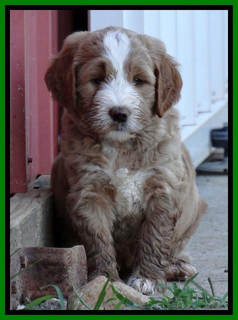Dawn Ruler pups 6 wks old 311