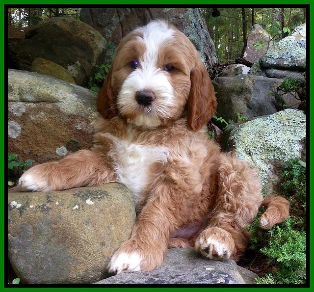 Dawn Ruler pups Lime boy 1
