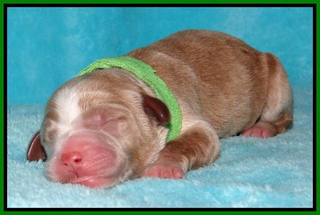 Dawn Ruler pups pups 1 day old 201