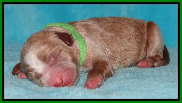 Dawn Ruler pups pups 1 day old 211