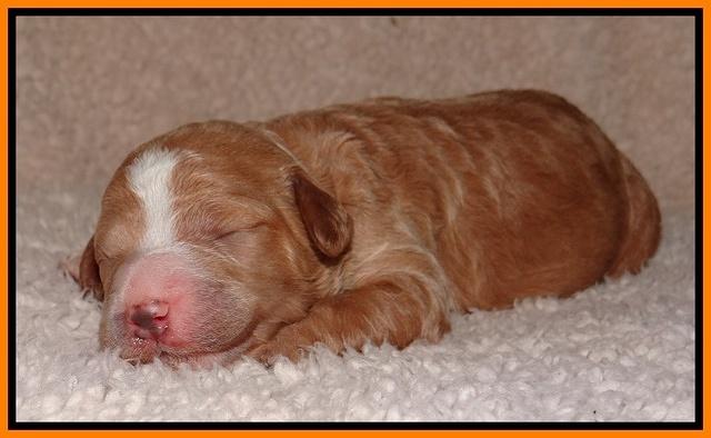 Dawn Ruler pups 1 wk old 251