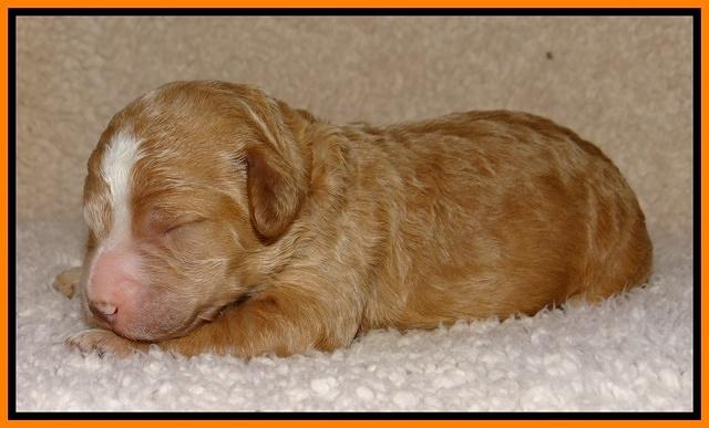 Dawn Ruler pups 1 wk old 261