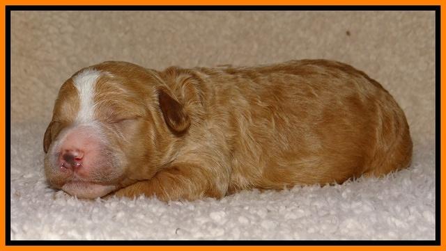Dawn Ruler pups 1 wk old 271