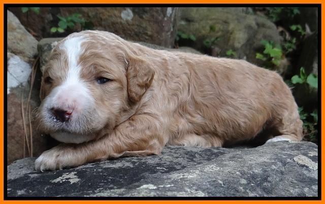 Dawn Ruler pups 2 wks old 241