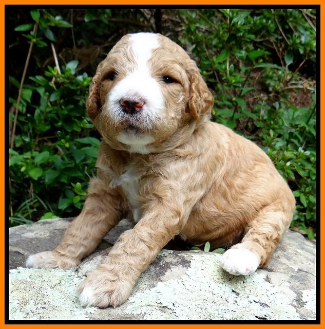 Dawn Ruler pups 3 wks old 281