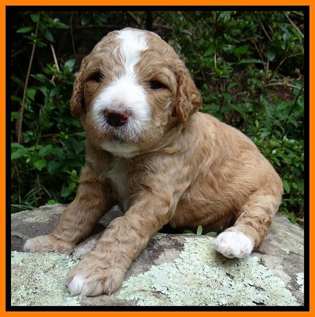 Dawn Ruler pups 3 wks old 291