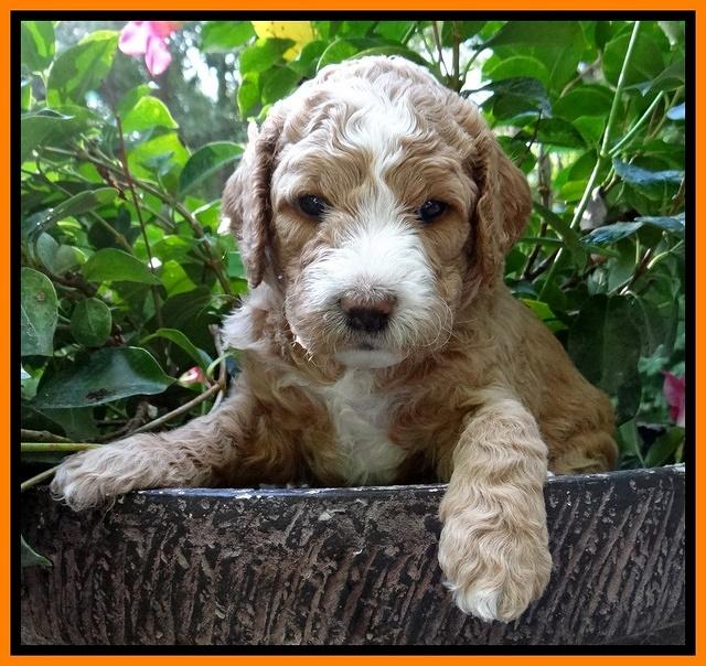 Dawn Ruler pups 4 wks old 281