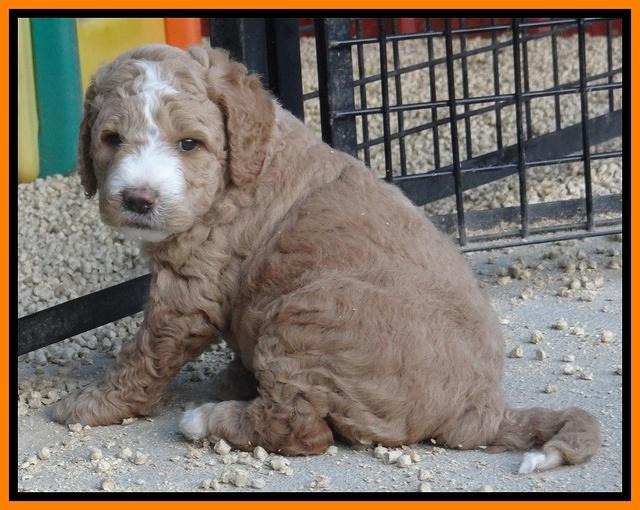 Dawn Ruler pups 5 wks old 26200
