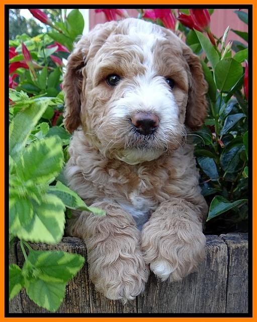 Dawn Ruler pups 6 wks old 361
