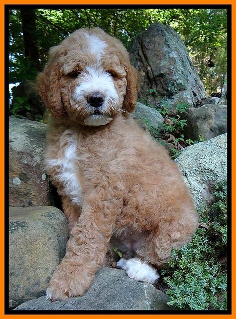 Dawn Ruler pups 8 wks old 1!50