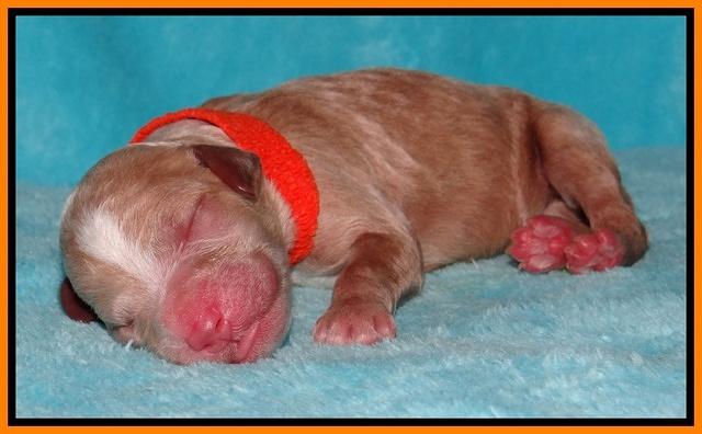 Dawn Ruler pups pups 1 day old 241