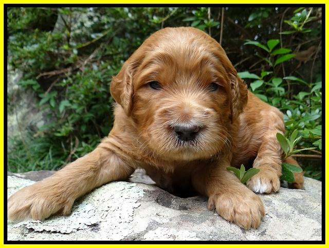 Dawn Ruler pups 3 wks old 311