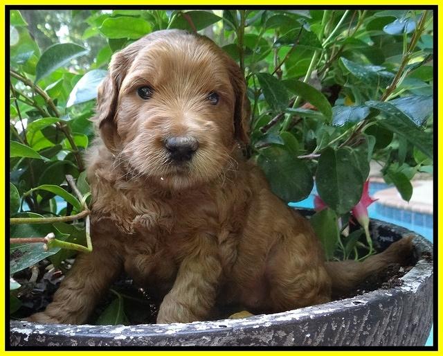 Dawn Ruler pups 4 wks old 311