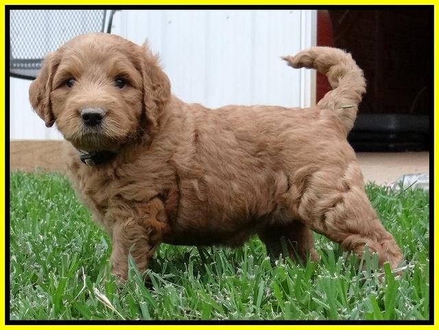 Dawn Ruler pups 5 wks old 10500