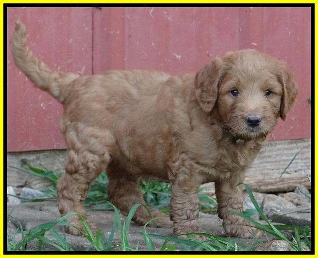 Dawn Ruler pups 5 wks old 30200