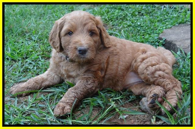 Dawn Ruler pups 5 wks old 31200