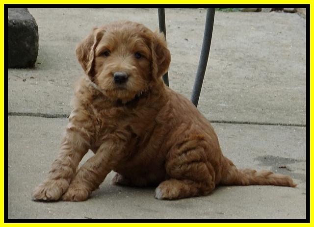 Dawn Ruler pups 5 wks old 38400