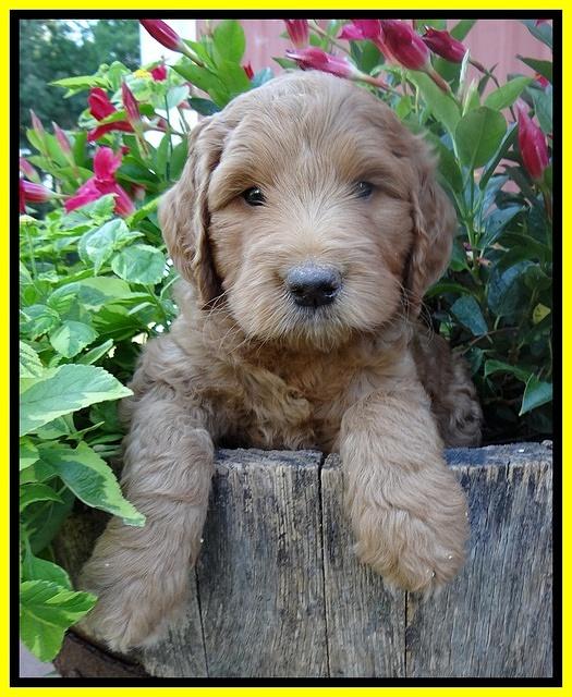 Dawn Ruler pups 6 wks old 371