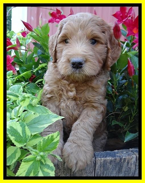 Dawn Ruler pups 6 wks old 401