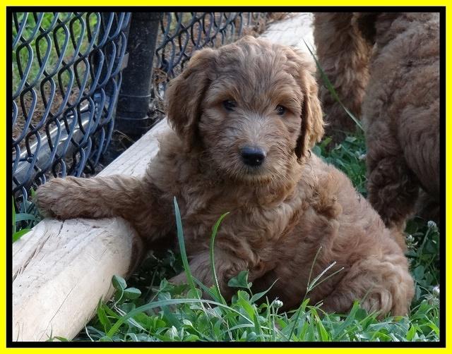 Dawn Ruler pups 7 wks old 311