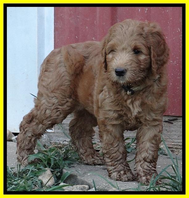 Dawn Ruler pups 7 wks old 351