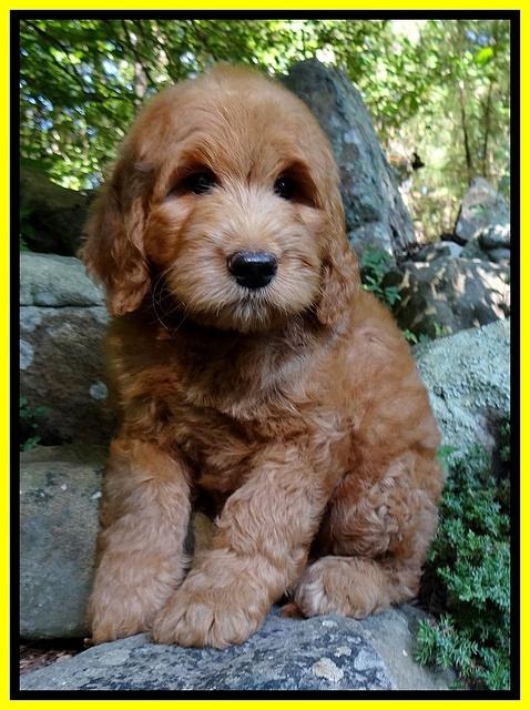 Dawn Ruler pups 8 wks old 4!