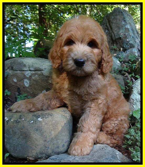 Dawn Ruler pups 8 wks old 5!