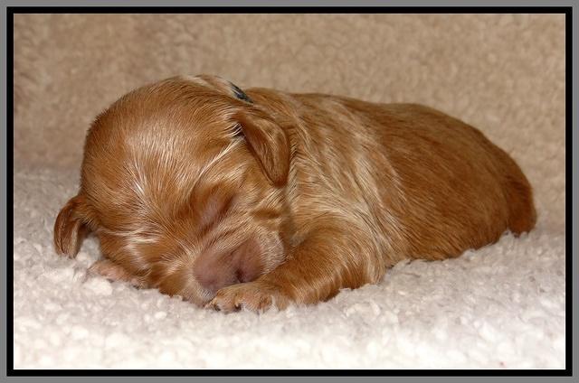 Dawn Ruler pups 1 wk old 311