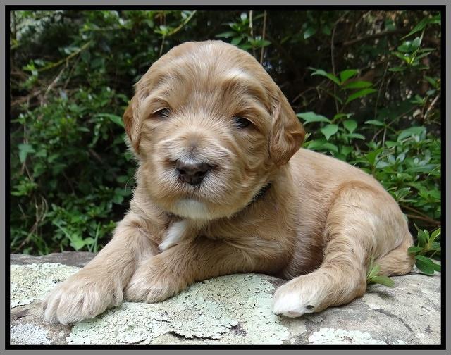 Dawn Ruler pups 3 wks old 331