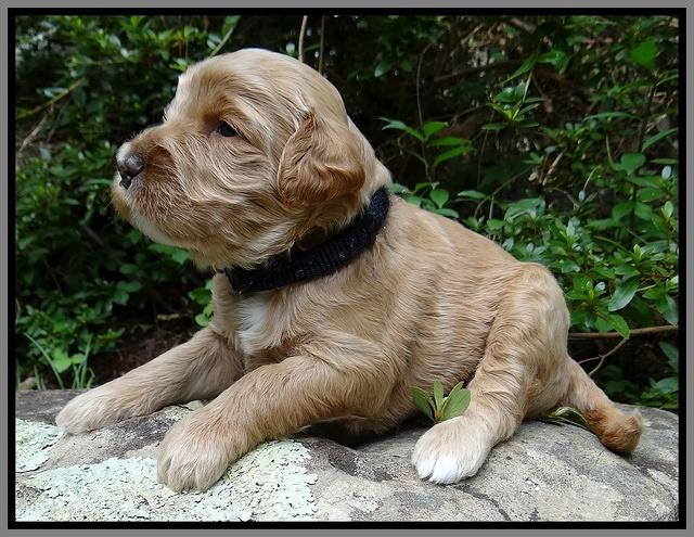 Dawn Ruler pups 3 wks old 351