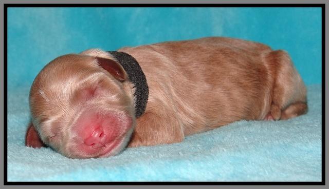 Dawn Ruler pups pups 1 day old 291