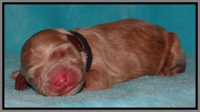 Dawn Ruler pups pups 1 day old 301