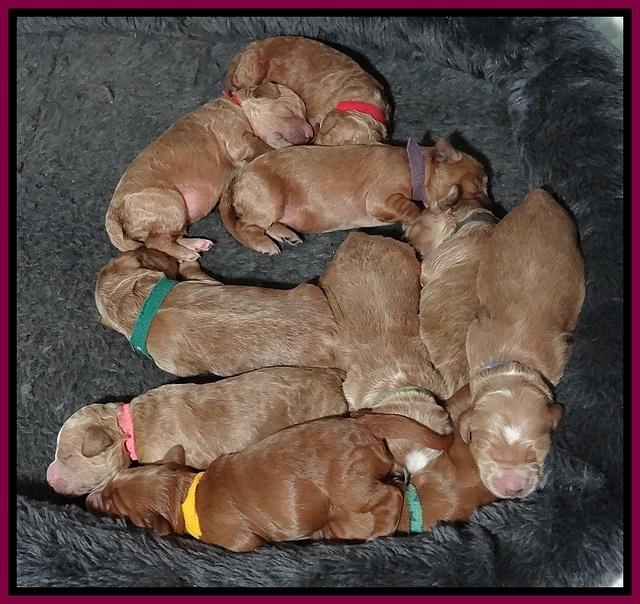 Dawn Ruler pups 1 wk old 21