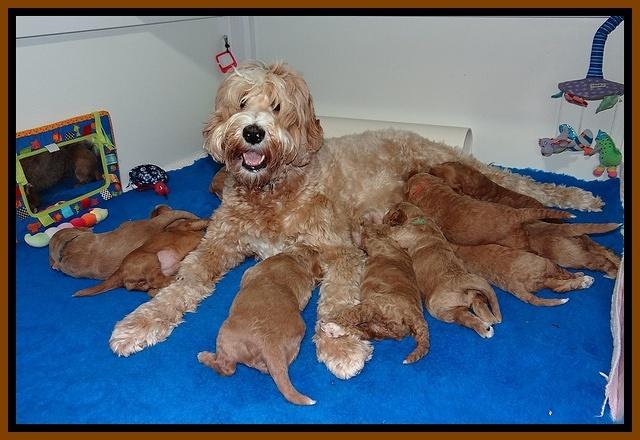 Dawn Ruler pups 3 wks old 2100