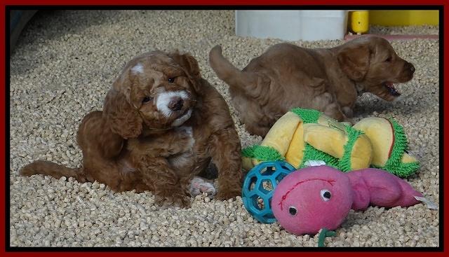 Dawn Ruler pups 5 wks old 49400